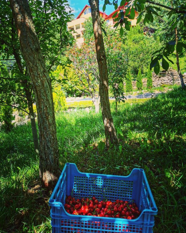 Doftana Apartaments Teşila 外观 照片